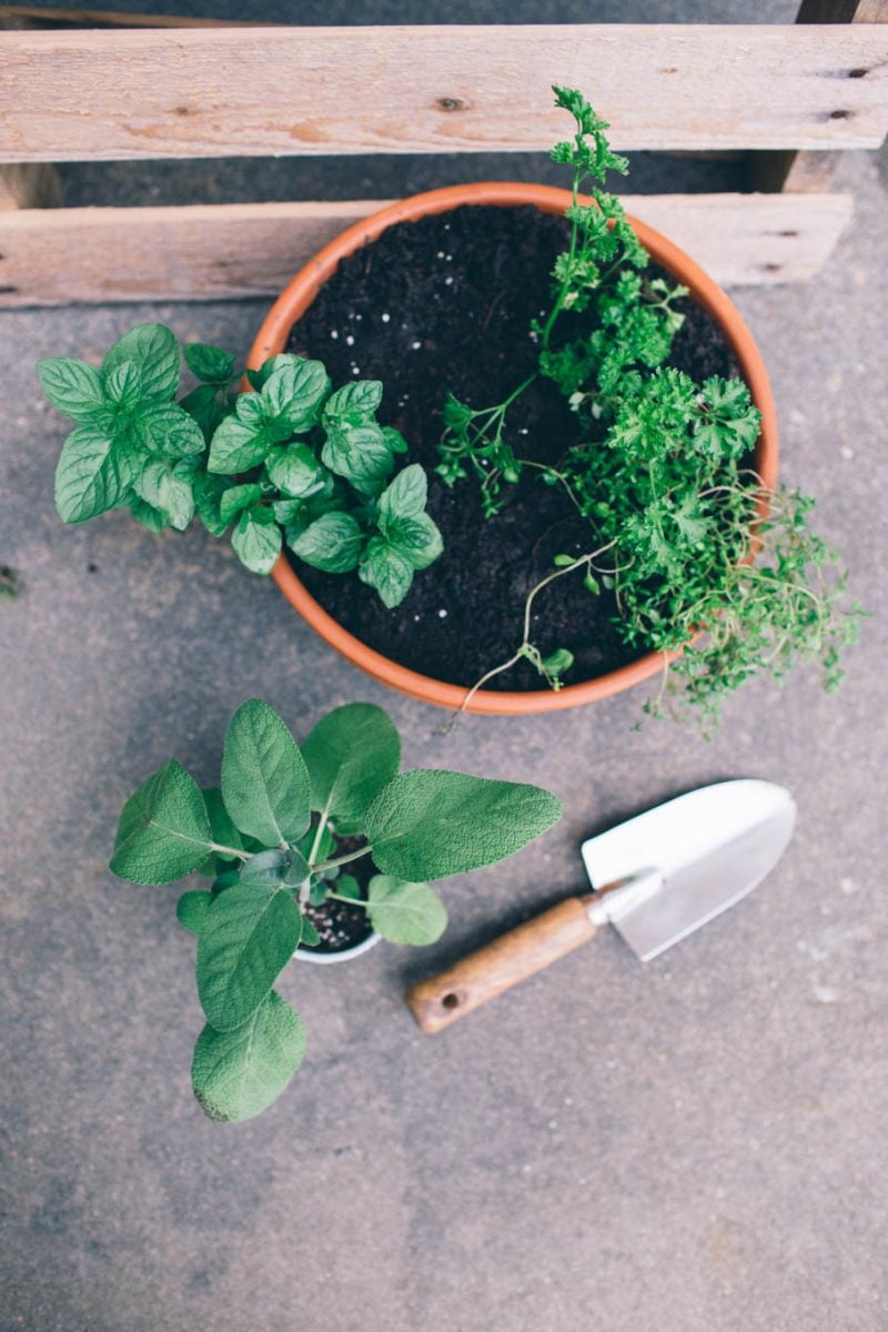 5 Tips to Keeps Herbs Alive