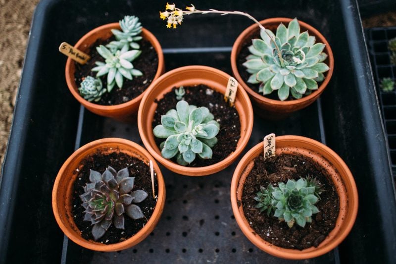 How to Grow Succulents from Leaves and Clippings
