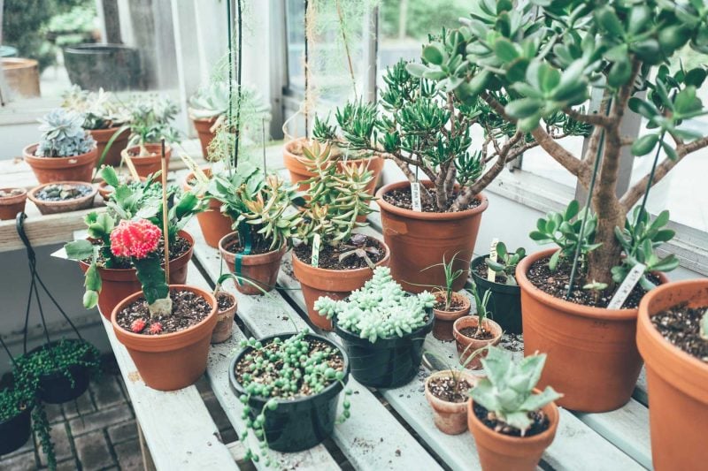 5 Instagram Famous Plants (And How to Take Care of Them)