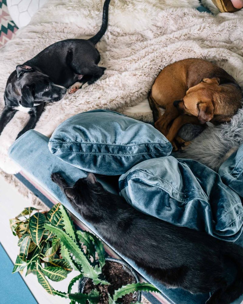 How to Prepare for Adopting a Pet