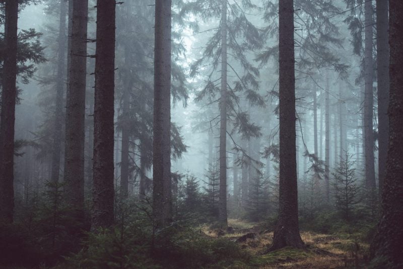 Why Are We Obsessed With True Crime?