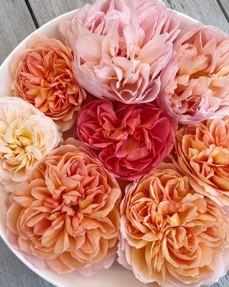 Click. Read. Love. 6.12.20